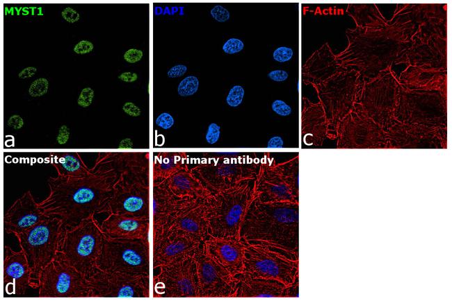 MYST1 Antibody in Immunocytochemistry (ICC/IF)