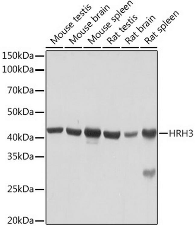 HRH3 Antibody in Western Blot (WB)