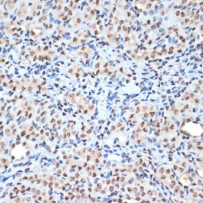 Histone H2A Antibody in Immunohistochemistry (Paraffin) (IHC (P))