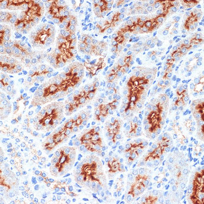 Syntaxin 3 Antibody in Immunohistochemistry (Paraffin) (IHC (P))