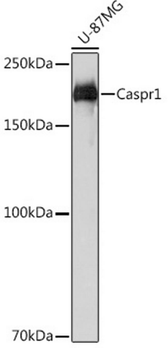 CNTNAP1 Antibody in Western Blot (WB)