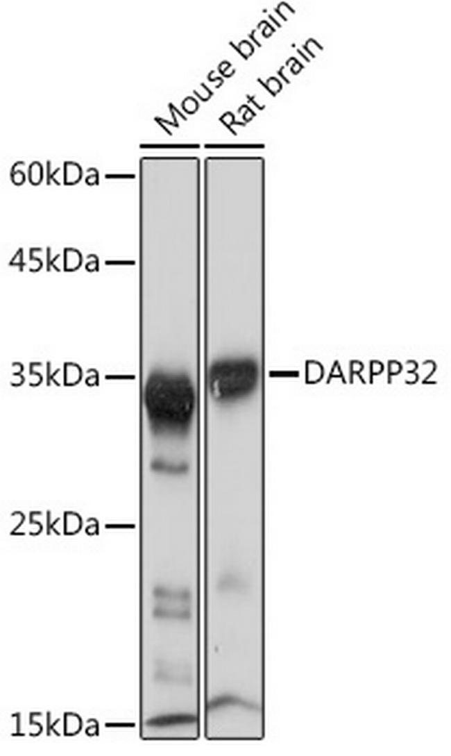 DARPP-32 Antibody in Western Blot (WB)