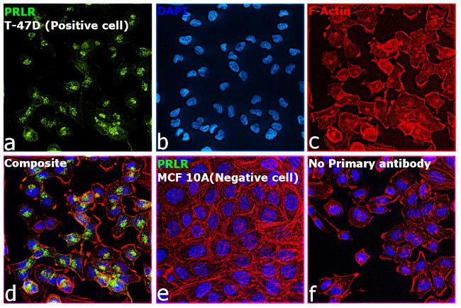 Prolactin Receptor Antibody in Immunocytochemistry (ICC/IF)