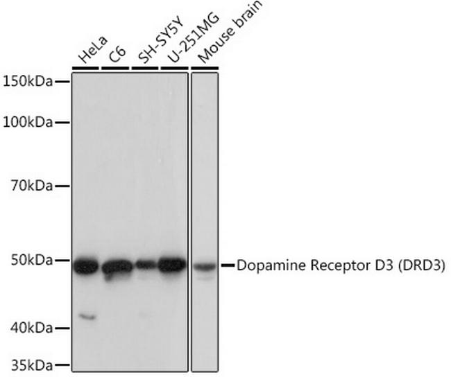 DRD3 Antibody in Western Blot (WB)