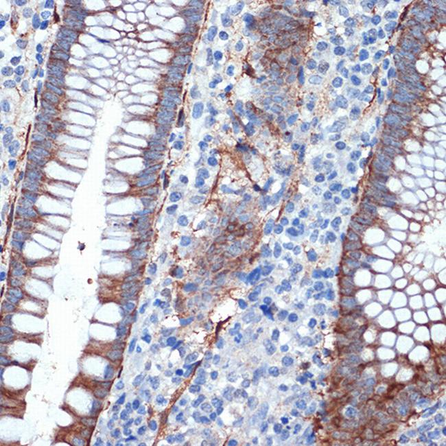 Creatine Kinase BB Antibody in Immunohistochemistry (Paraffin) (IHC (P))