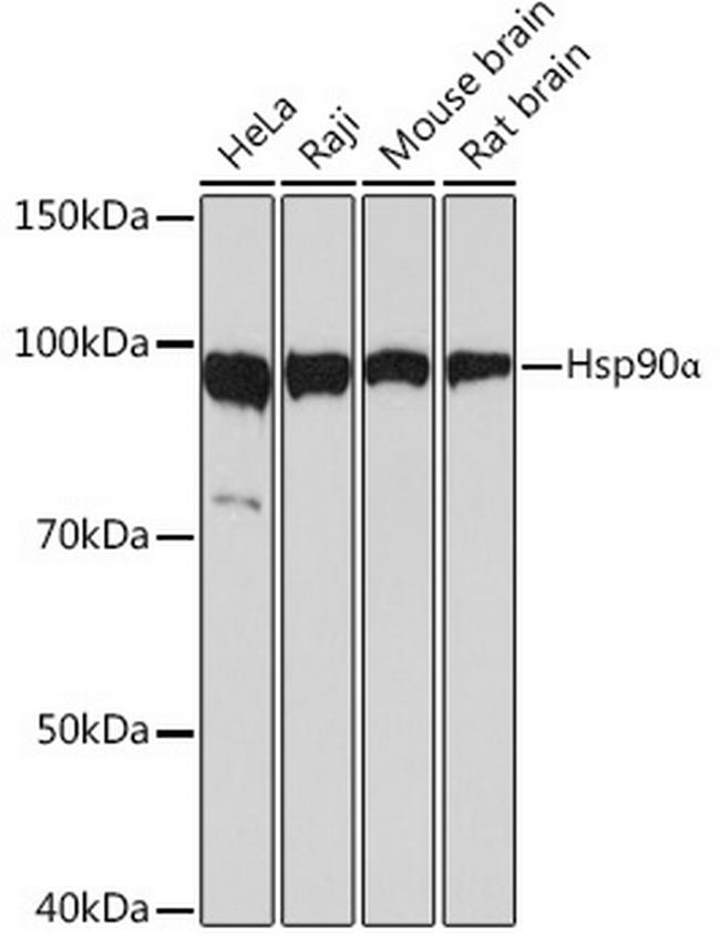 HSP90 alpha Antibody in Western Blot (WB)