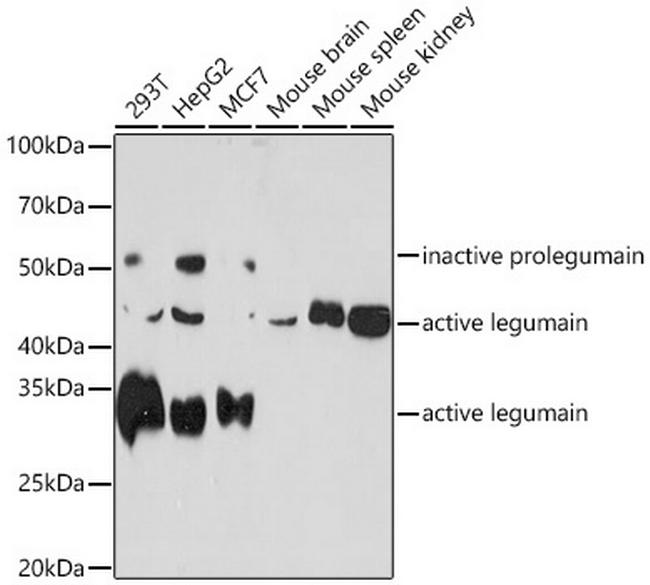 LGMN Antibody in Western Blot (WB)