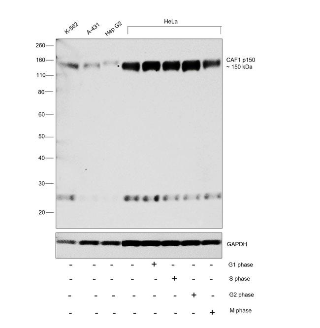 CAF1 p150 Antibody in Western Blot (WB)