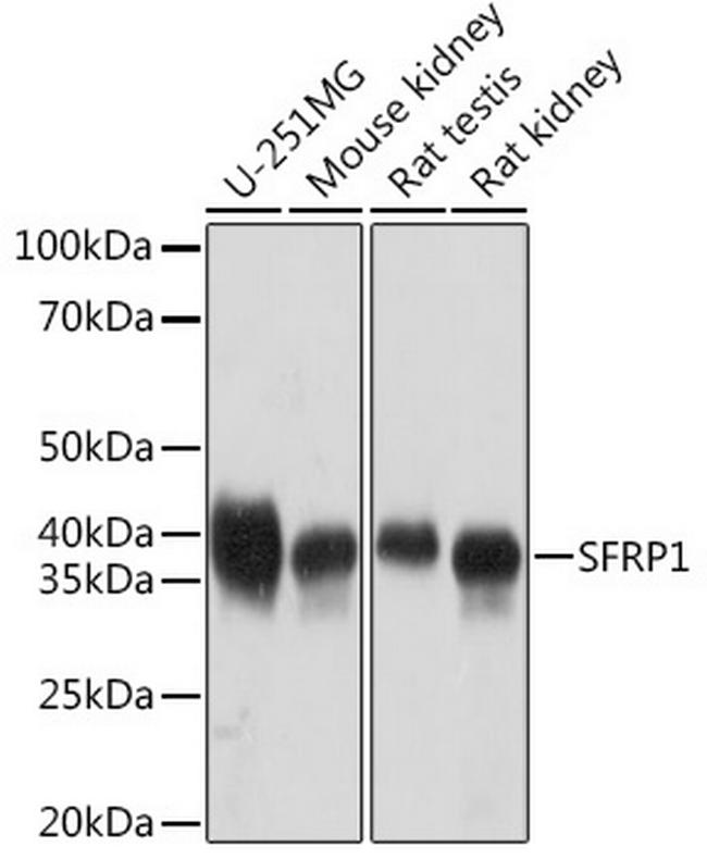 SFRP1 Antibody in Western Blot (WB)