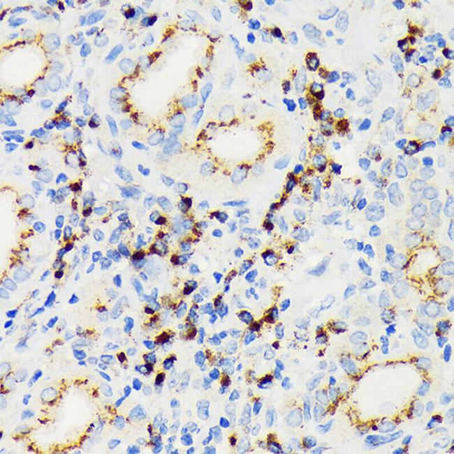 EIF2A Antibody in Immunohistochemistry (Paraffin) (IHC (P))