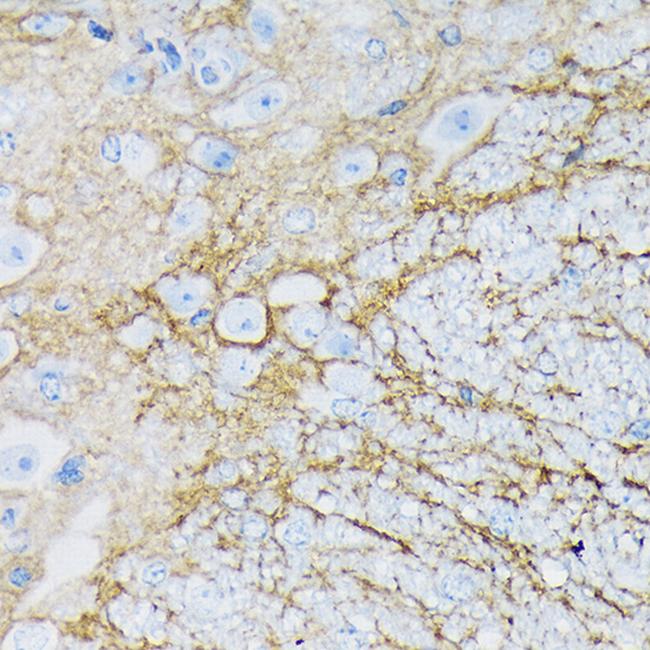 GLAST Antibody in Immunohistochemistry (Paraffin) (IHC (P))