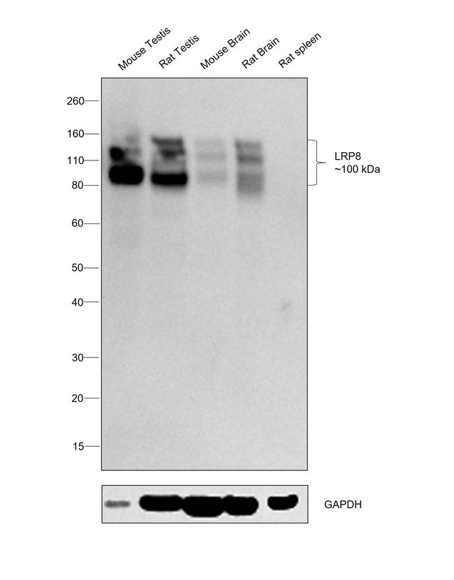 LRP8 Antibody in Western Blot (WB)