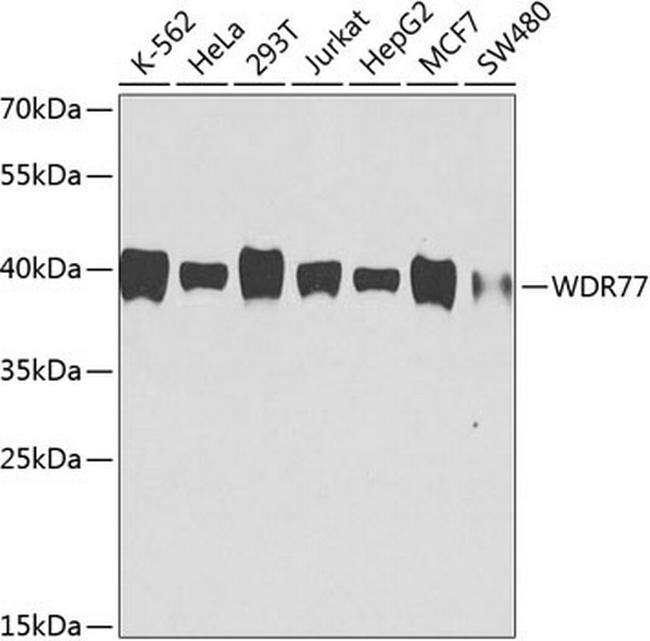 WDR77 Antibody in Western Blot (WB)