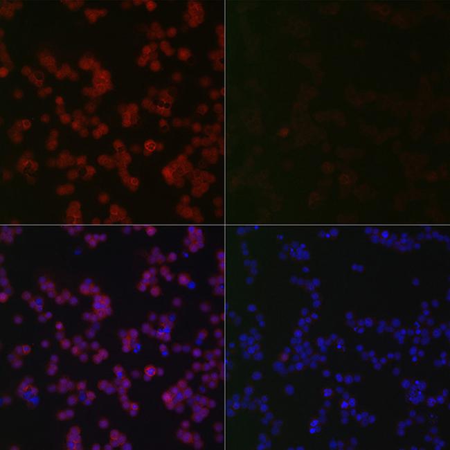 Phospho-ERK1/2 (Thr202, Tyr204) Antibody in Immunocytochemistry (ICC/IF)