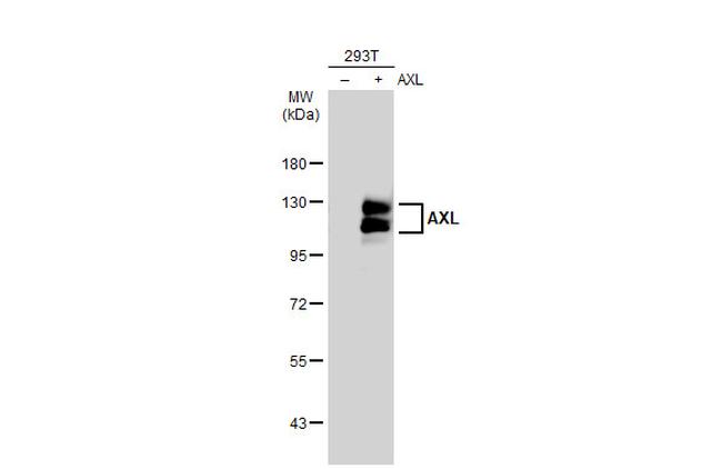 AXL Antibody in Western Blot (WB)