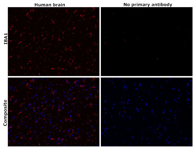 IBA1 Antibody in Immunohistochemistry (Paraffin) (IHC (P))