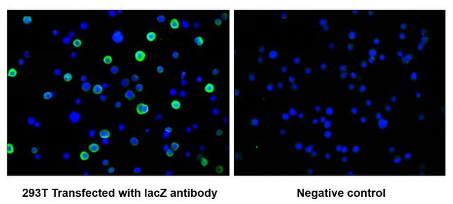 E. coli GLB1 Antibody in Immunocytochemistry (ICC/IF)