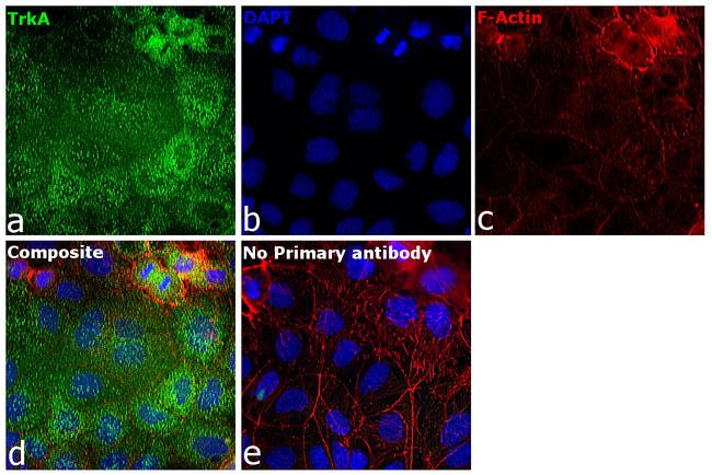 TrkA Antibody in Immunocytochemistry (ICC/IF)