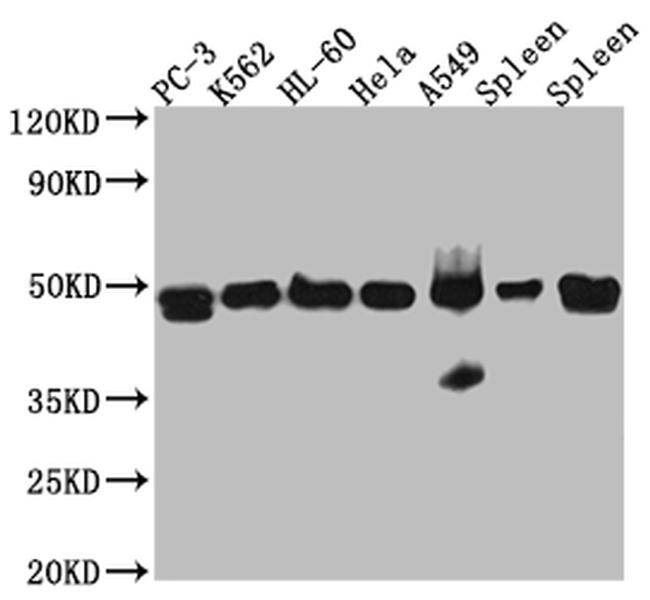 Arp3 Antibody in Western Blot (WB)