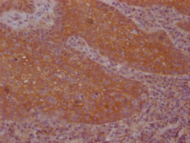 FNTB Antibody in Immunohistochemistry (Paraffin) (IHC (P))