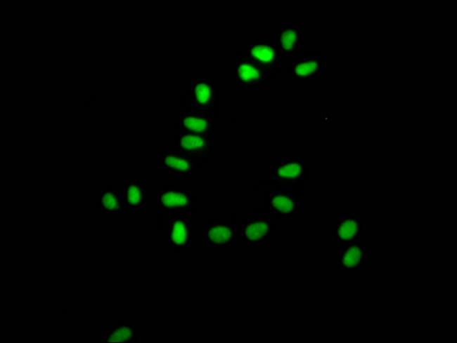 Ku80 Antibody in Immunocytochemistry (ICC/IF)