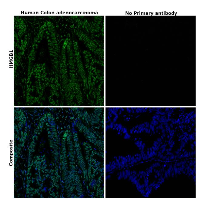 HMGB1 Antibody in Immunohistochemistry (Paraffin) (IHC (P))