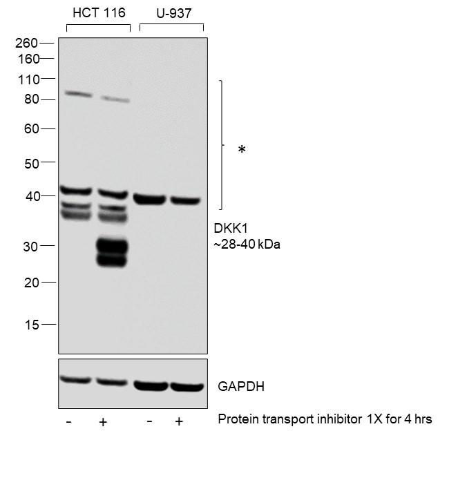 DKK1 Antibody in Western Blot (WB)