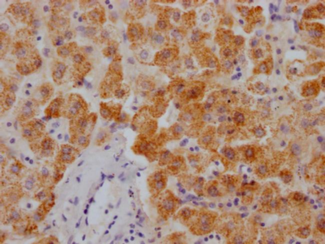 XDH Antibody in Immunohistochemistry (Paraffin) (IHC (P))