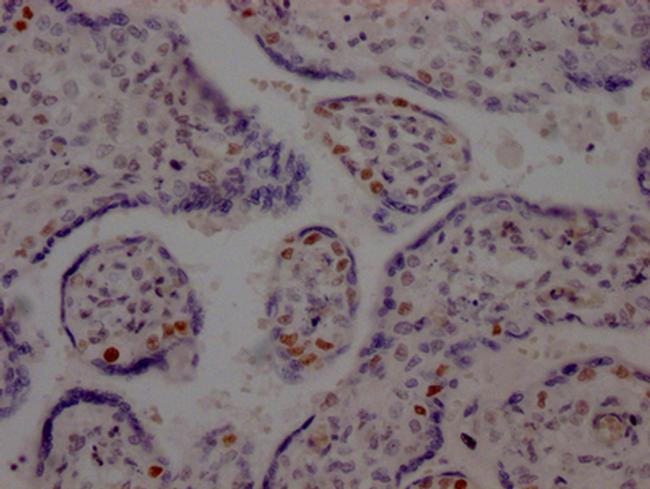 DNA Ligase I Antibody in Immunohistochemistry (Paraffin) (IHC (P))