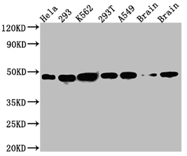 NUDC Antibody in Western Blot (WB)