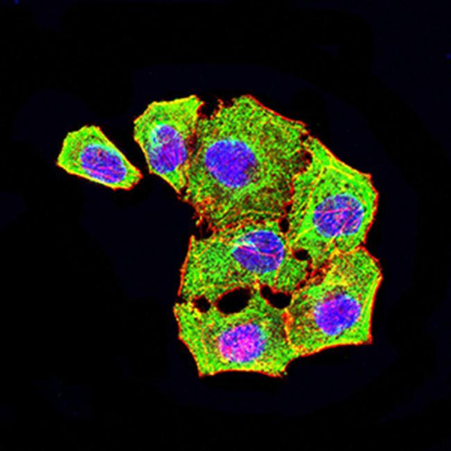 ATG4A Antibody in Immunocytochemistry (ICC/IF)