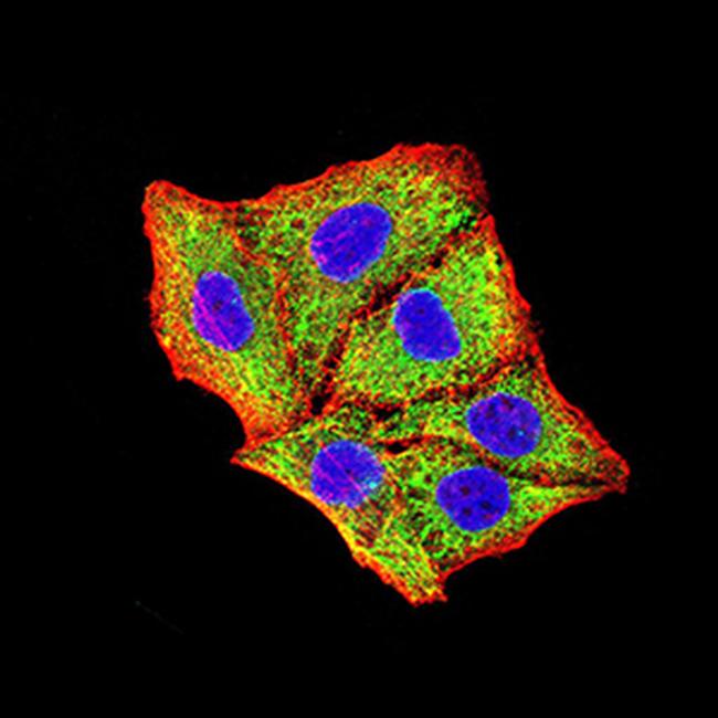 BNIP3 Antibody in Immunocytochemistry (ICC/IF)