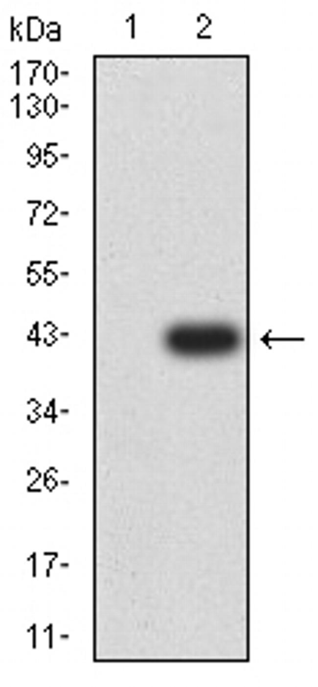 CHRM3 Antibody in Western Blot (WB)