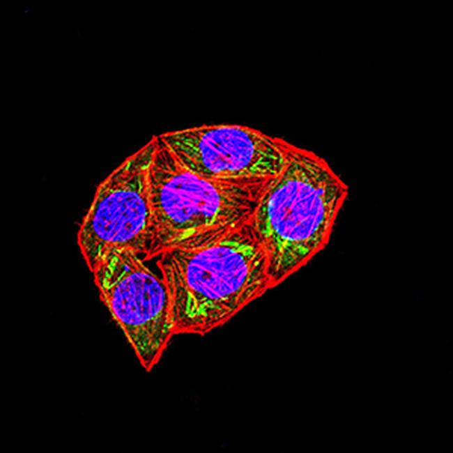 SETD8 Antibody in Immunocytochemistry (ICC/IF)