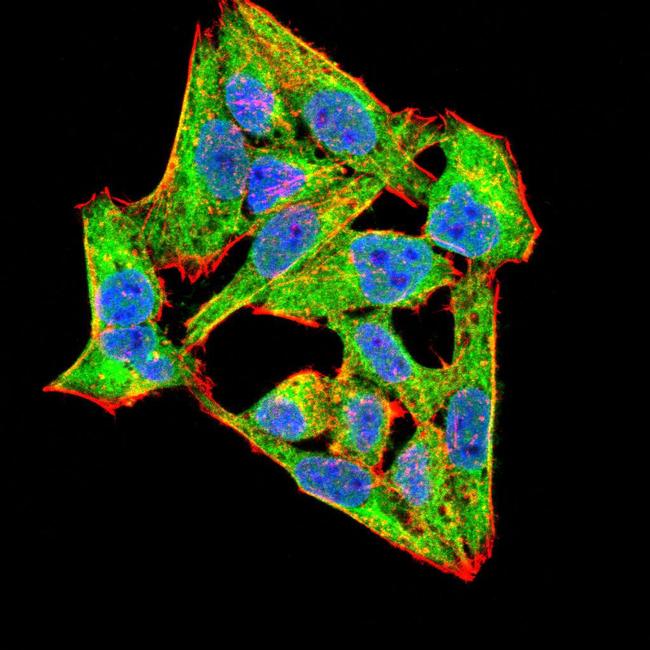 NOX4 Antibody in Immunocytochemistry (ICC/IF)