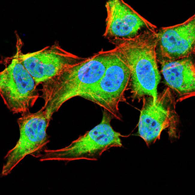 NOX4 Antibody in Immunocytochemistry (ICC/IF)