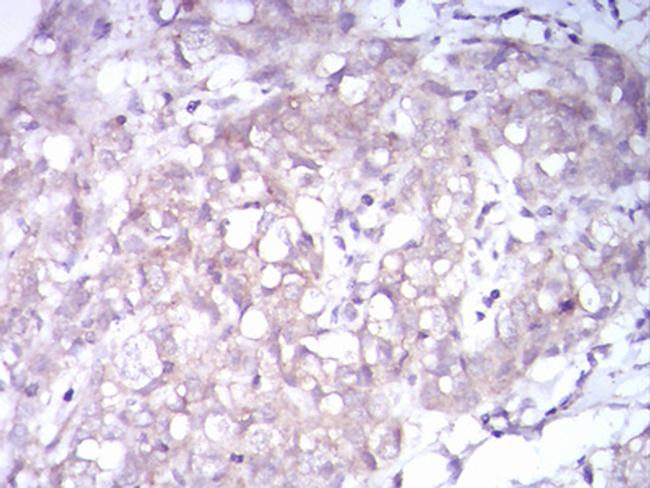 TrkB Antibody in Immunohistochemistry (Paraffin) (IHC (P))