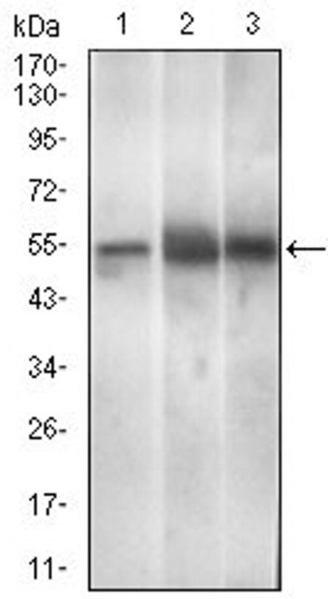 PAX3 Antibody in Western Blot (WB)