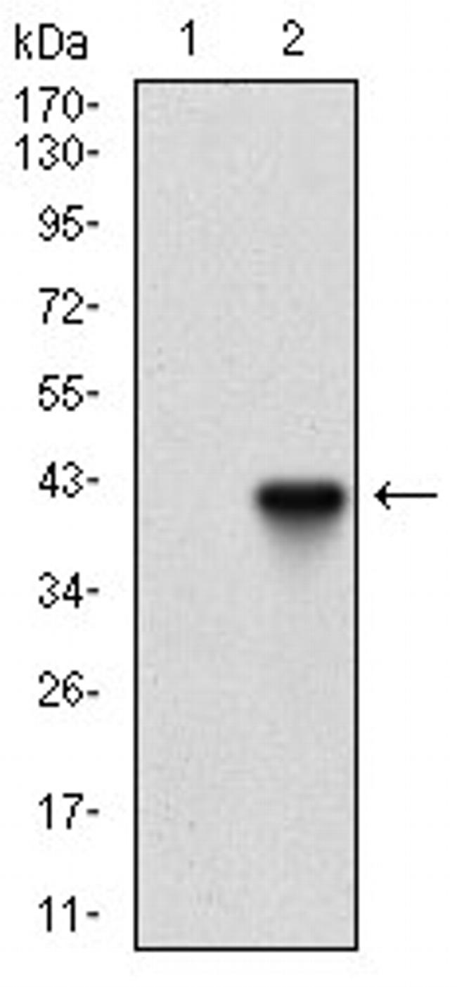 PIK3CG Antibody in Western Blot (WB)