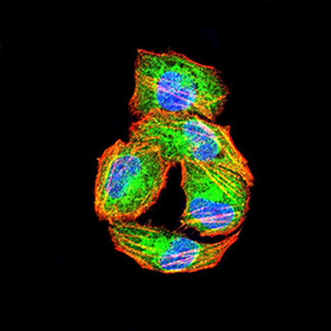 PIK3R4 Antibody in Immunocytochemistry (ICC/IF)