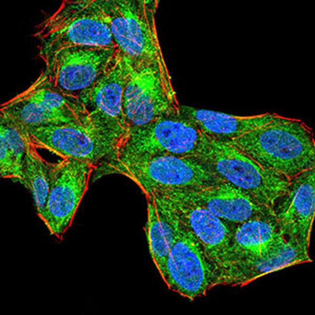 SHP-1 Antibody in Immunocytochemistry (ICC/IF)