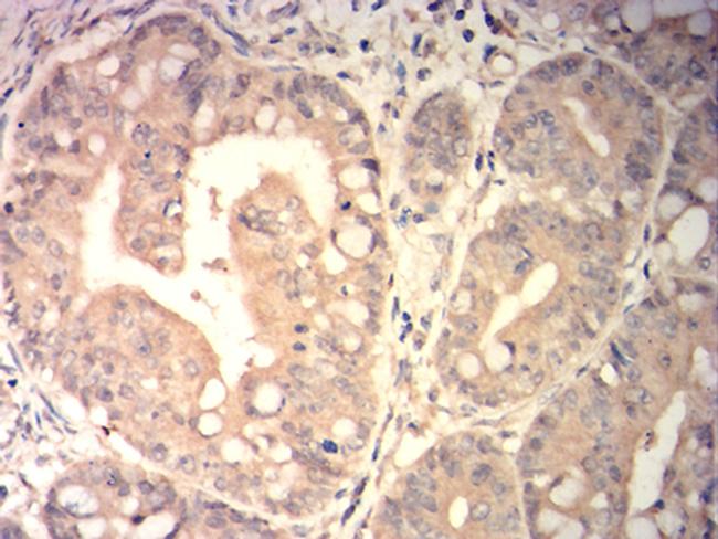 SPA17 Antibody in Immunohistochemistry (Paraffin) (IHC (P))