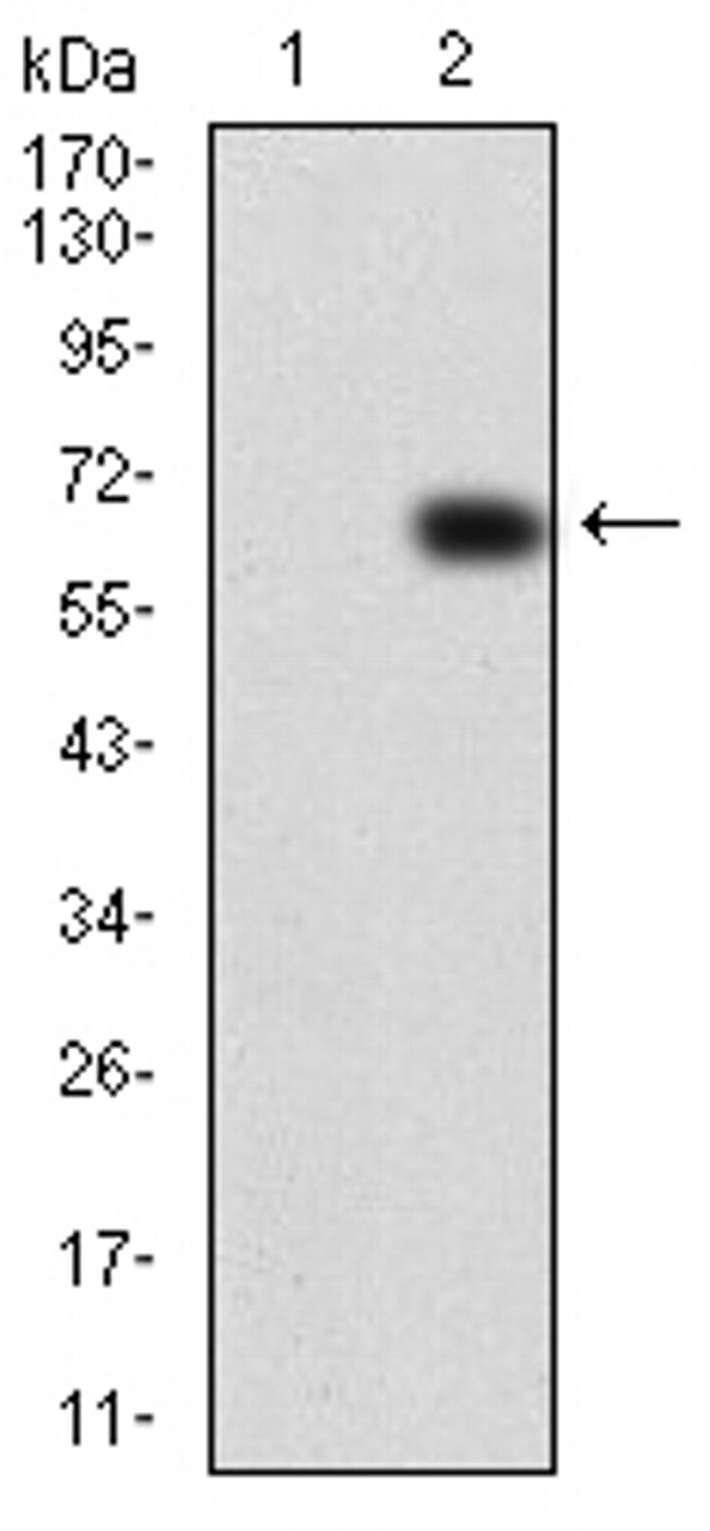 VAV2 Antibody in Western Blot (WB)