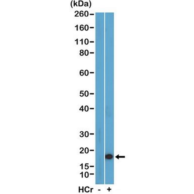 H3K27cr Antibody in Western Blot (WB)