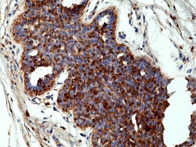 Annexin A1 Antibody in Immunohistochemistry (Paraffin) (IHC (P))