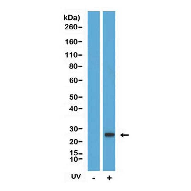 Caspase 8 (Cleaved Asp374) Antibody in Western Blot (WB)