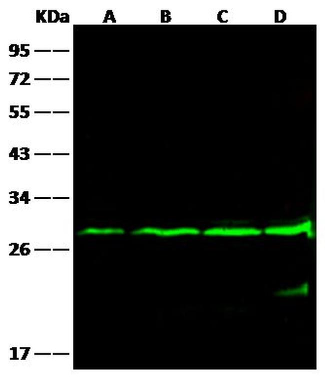 Bcl-2 Antibody in Western Blot (WB)