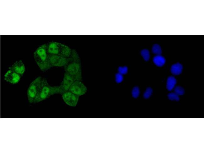 CREB Antibody in Immunocytochemistry (ICC/IF)