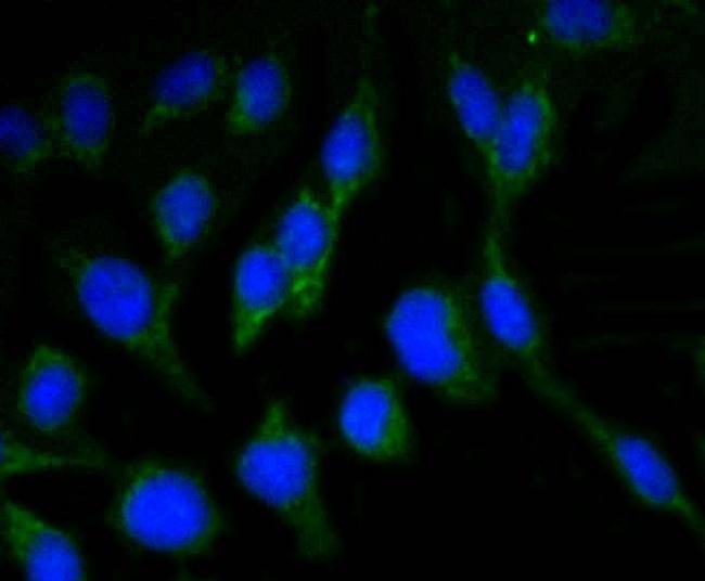 NeuN Antibody in Immunocytochemistry (ICC/IF)