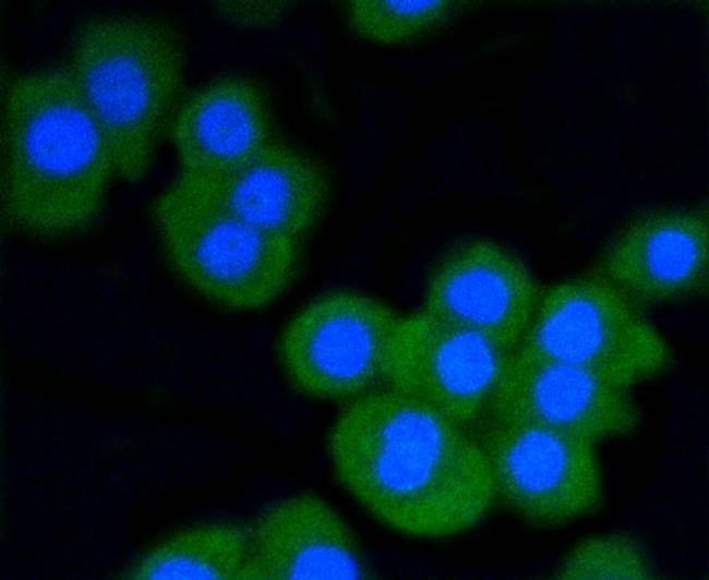 STAT3 Antibody in Immunocytochemistry (ICC/IF)